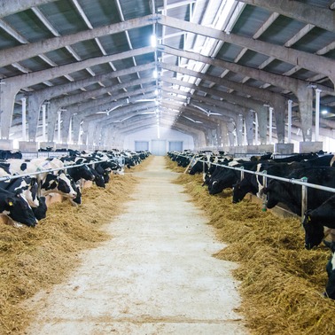 Budowa budynków inwentarskich